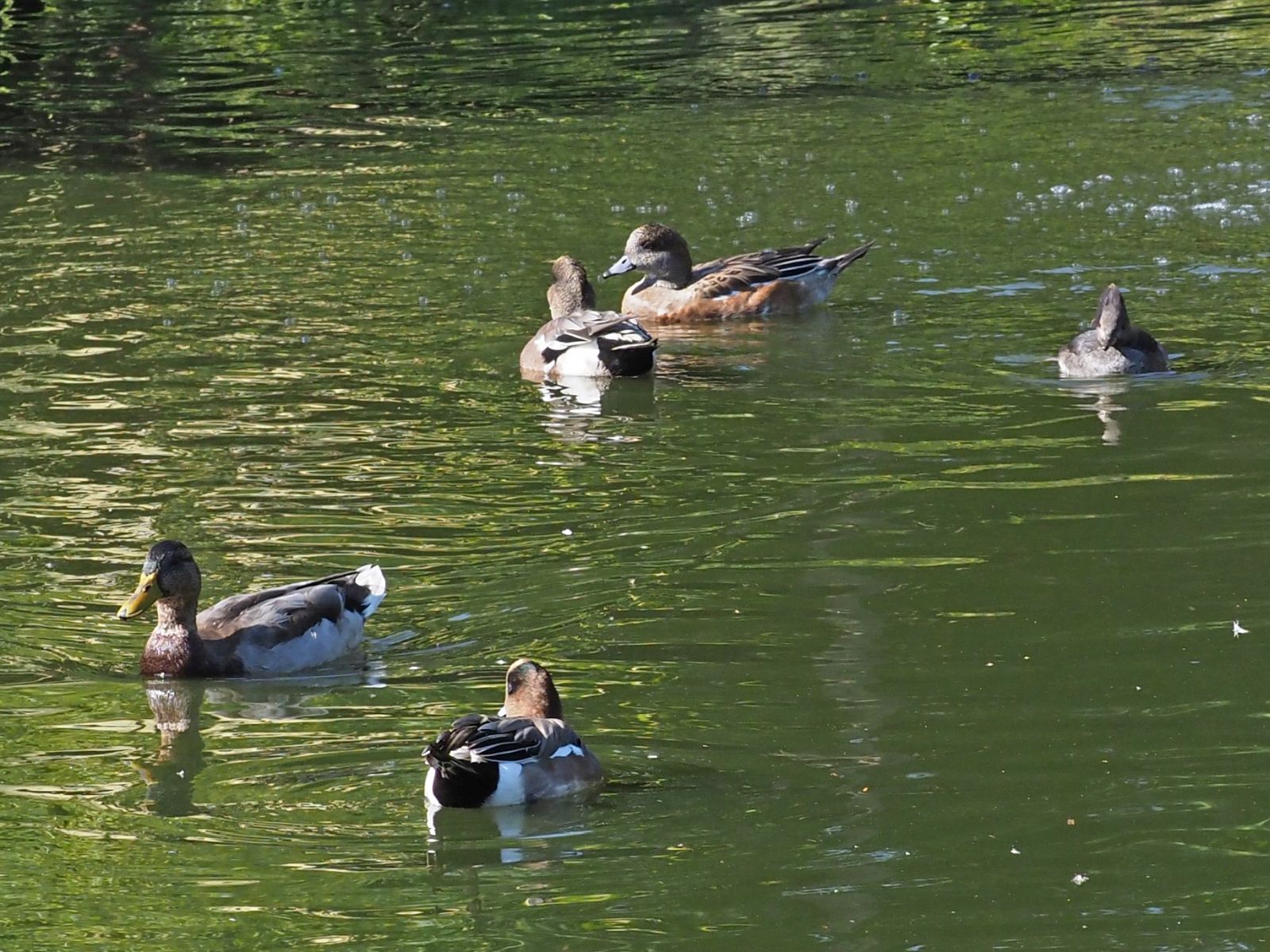 1740512986Bild 126 Chilepfeifente Stockente Kappensägeweibchen Mittelsäger Kappensäger.JPG